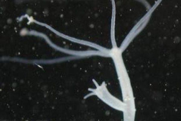 Кракен kr2web in сайт официальный